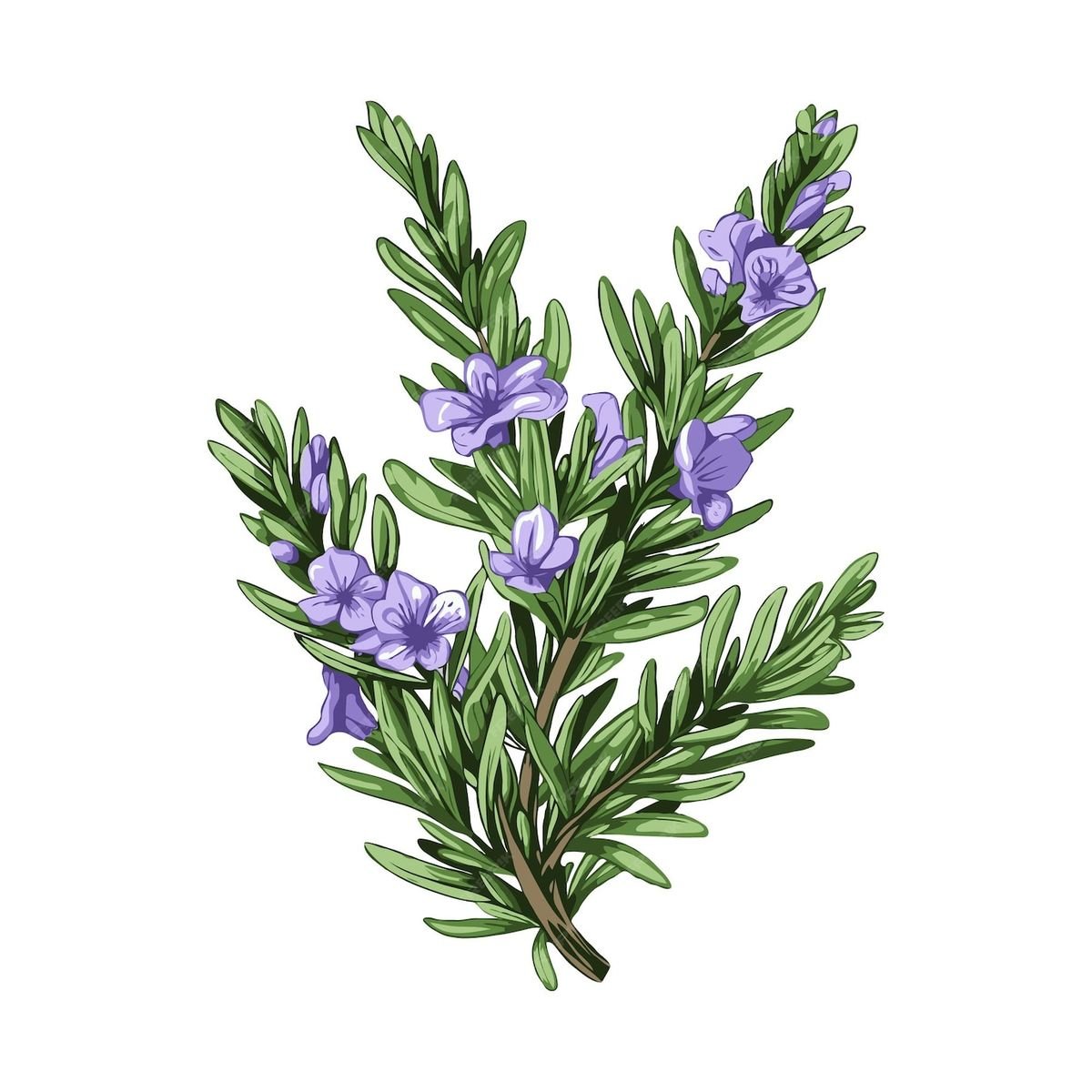 Rosemary botanical ingredient