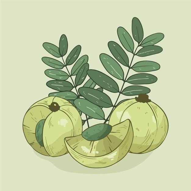 Amla botanical ingredient