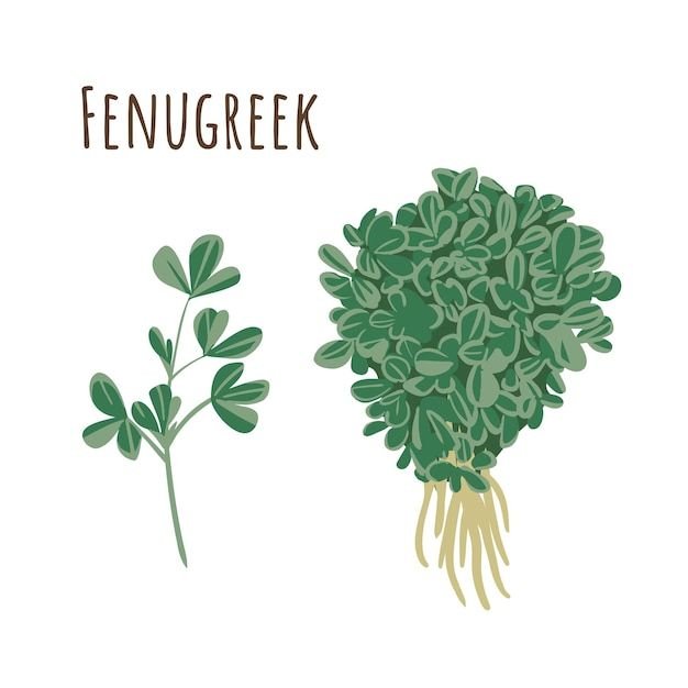 Fenugreek botanical ingredient